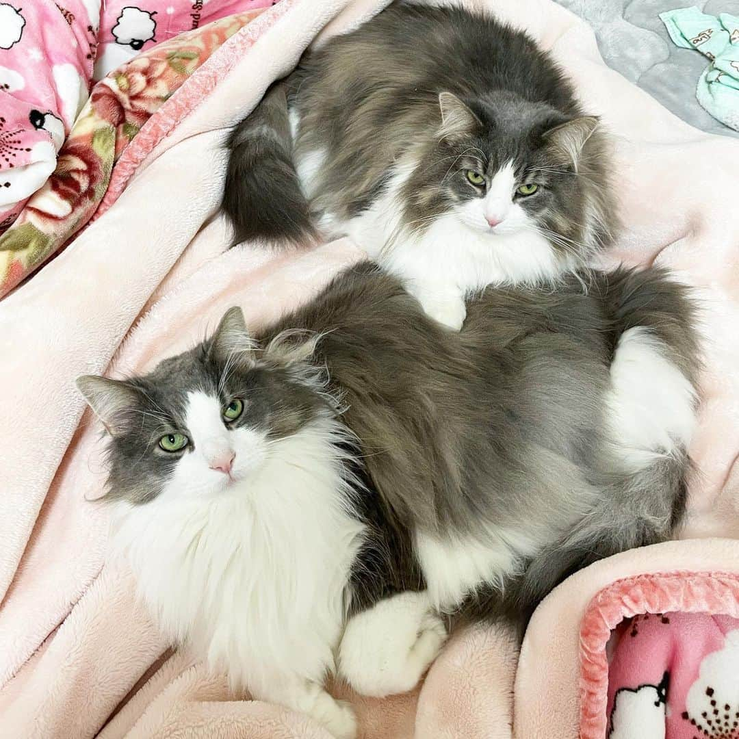 Sagiri Kitayamaのインスタグラム：「仲良し兄妹😺   #キャスバル  #ルシファー  #ノルウェージャンフォレストキャット  #norweiganforestcat  #ラグドール  #ragdoll  #cat  #cats  #catlover  #instacat」