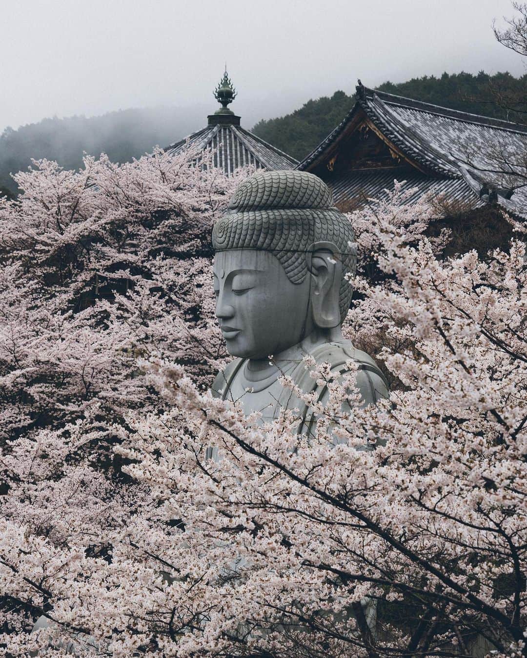 Yuma Yamashitaのインスタグラム：「We admire their ephemeral beauty. #cherryblossom  #桜」