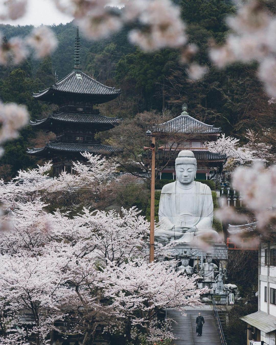 Yuma Yamashitaさんのインスタグラム写真 - (Yuma YamashitaInstagram)「We admire their ephemeral beauty. #cherryblossom  #桜」3月17日 20時34分 - yuma1983