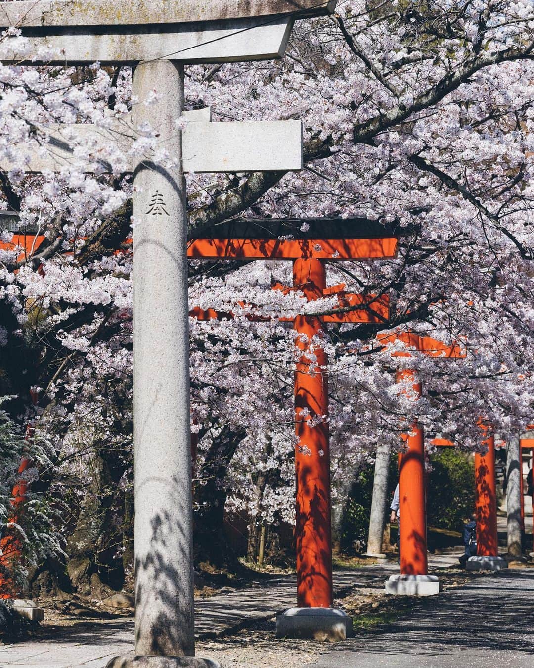 Yuma Yamashitaさんのインスタグラム写真 - (Yuma YamashitaInstagram)「We admire their ephemeral beauty. #cherryblossom  #桜」3月17日 20時34分 - yuma1983