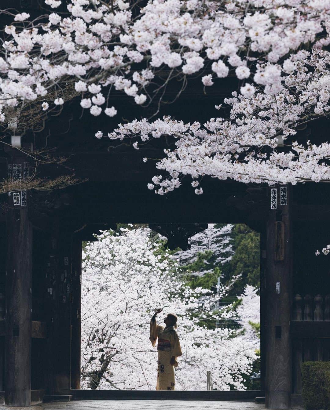 Yuma Yamashitaさんのインスタグラム写真 - (Yuma YamashitaInstagram)「We admire their ephemeral beauty. #cherryblossom  #桜」3月17日 20時34分 - yuma1983
