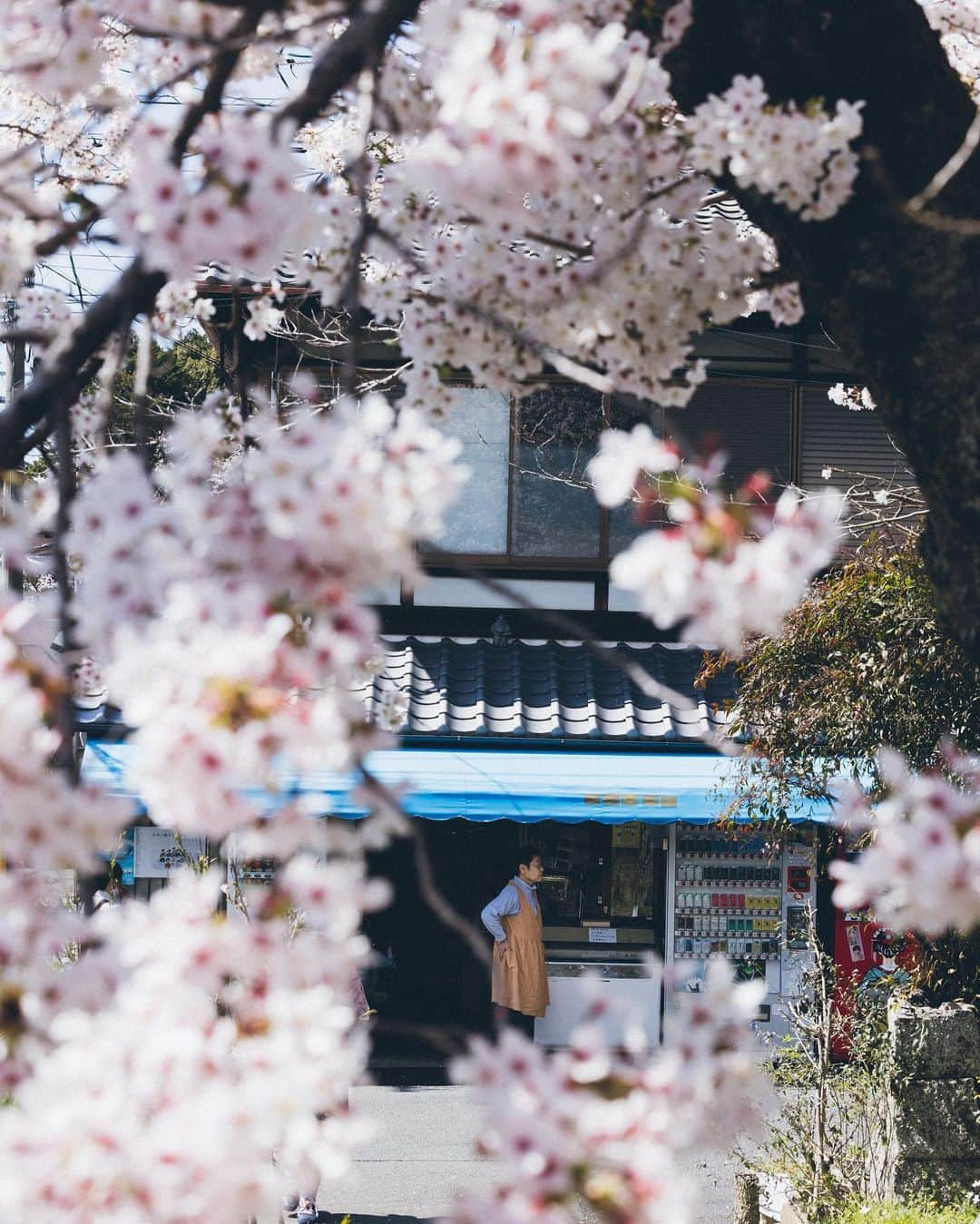 Yuma Yamashitaさんのインスタグラム写真 - (Yuma YamashitaInstagram)「We admire their ephemeral beauty. #cherryblossom  #桜」3月17日 20時34分 - yuma1983