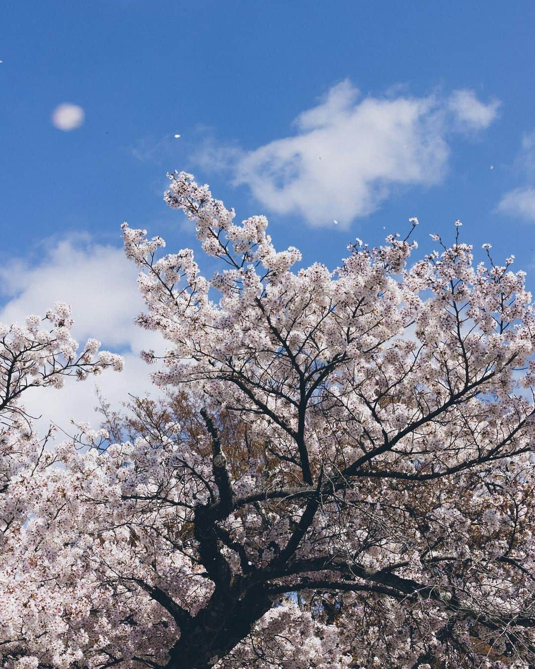 Yuma Yamashitaさんのインスタグラム写真 - (Yuma YamashitaInstagram)「We admire their ephemeral beauty. #cherryblossom  #桜」3月17日 20時34分 - yuma1983