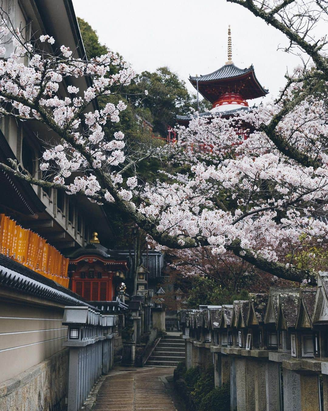 Yuma Yamashitaさんのインスタグラム写真 - (Yuma YamashitaInstagram)「We admire their ephemeral beauty. #cherryblossom  #桜」3月17日 20時34分 - yuma1983