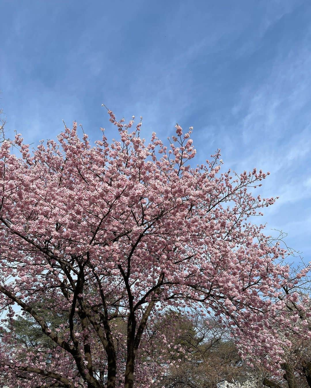 鈴木茉由さんのインスタグラム写真 - (鈴木茉由Instagram)「🌸🌸🌸  ピクニックしに新宿御苑へ👶🏻👶🏻 桜も見られたらいいな〜と思っていたら こんなに綺麗な満開の桜が🥺🌸  👶🏻も初めて見る桜に目がキラキラしてた✨ 母、幸せでした...🥹🫶🏻  #新宿御苑 #お花見 #お花見コーデ #ピンクコーデ #デニムコーデ」3月17日 20時55分 - mayu__09