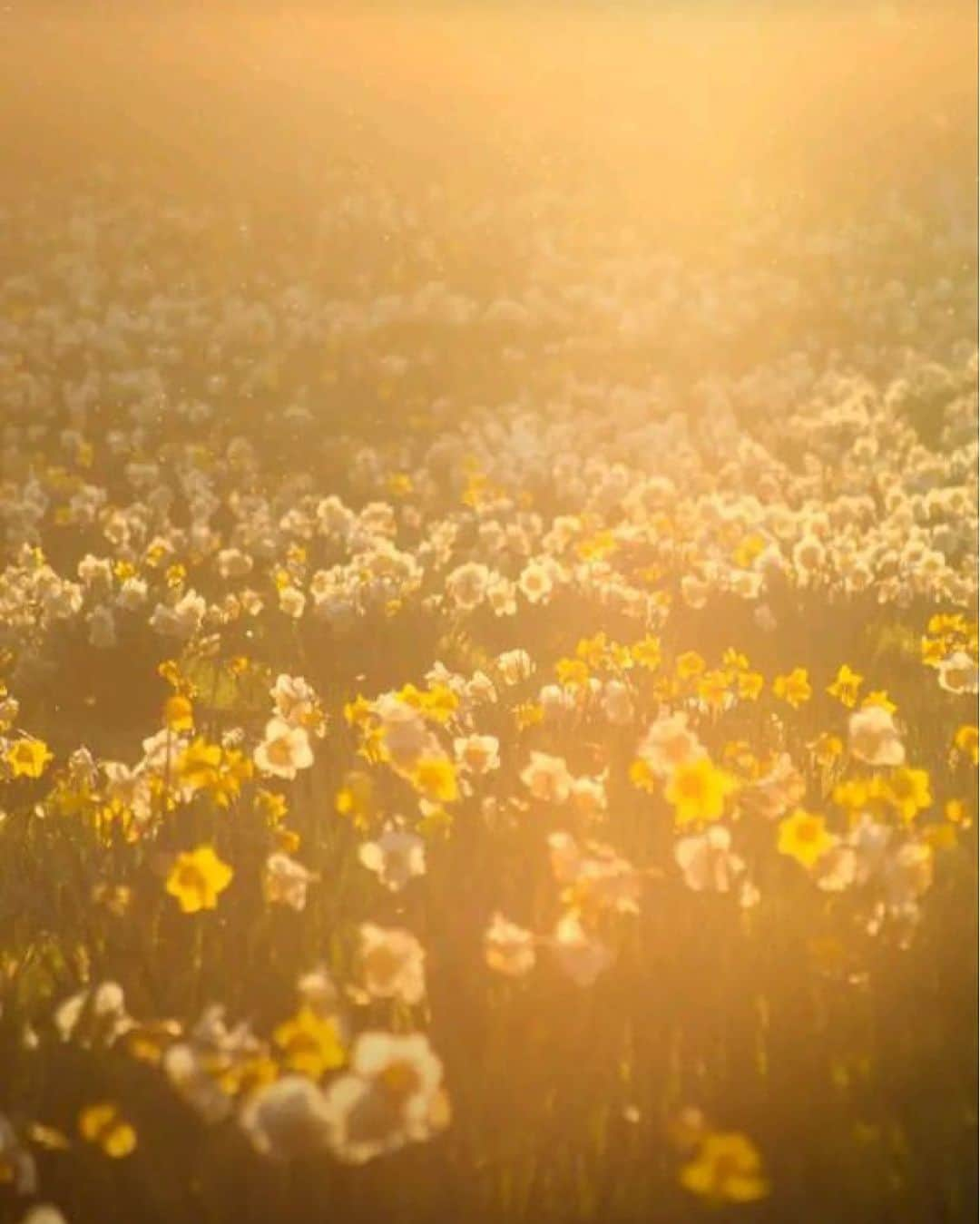 メドモアゼルのインスタグラム：「Here the daffodils stand proudly in a field bathed in the warm golden light of the setting sun.   Mesdemoisellesparis.com #mesdemoisellesparis」