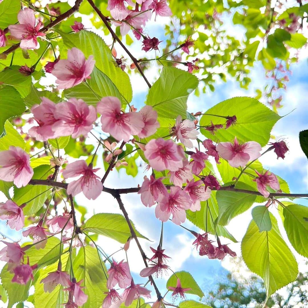 アクアシティお台場/AQUA CiTY ODAIBAさんのインスタグラム写真 - (アクアシティお台場/AQUA CiTY ODAIBAInstagram)「お台場の桜が少しずつ芽吹いてきました🌸 アクアシティお台場周辺でもお花見を楽しんでください。  #お花見 #桜 #映え #映えスポット #odaiba #odaibatrip #odaibatravel #japantrip #tokyotrip #tokyotravel #japantravel #visittokyo #일본여행 #도쿄여행 #アクアシティ #アクアシティお台場 #お台場 #odaiba #東京 #tokyo」3月17日 21時05分 - aquacity_odaiba_official