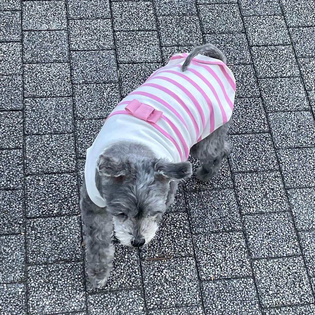 橘珠里さんのインスタグラム写真 - (橘珠里Instagram)「𝗠𝗮𝘁𝗰𝗵𝗶𝗻𝗴 𝗼𝘂𝘁𝗳𝗶𝘁𝘀 ♡   ブレアと一緒にピンクボーダーのお揃いコーデをしました🐾  ブレアは @ropepicnic_dog のプルオーバーを着ています (リードを通せる様に、背中のリボンは自分で付けました🎀)  私は手持ちのボーダーがちょうどそっくりだったので、そちらを着用しましたが @ropepicnic_official からは、人間の大人用とキッズ用で、わんちゃんとまったく同じこのボーダーアイテムが販売されていて、家族でリンクコーデを楽しめるみたいです👏🏻  前からブレアと一緒のアイテムを着ることが大好きで、手作りでリンクコーデをしていることが多いので、こんな風にかわいいアイテムをお揃いとして販売してくれるのは、とても嬉しいです⸝⋆  #ロペピクドッグアンバサダー にも応募したので、選ばれると良いです….✰︎ミ  そして、スタバ でもミニカップのギフトを見つけて、ぶーちゃんサイズで可愛かったので、おやつ入れとして購入してみました🥤  すぐに自分の”おやつ”が入っていることを嗅ぎつけて、喜んでいる姿がかわいかったです♡  #ropepicnicdog #ropepicnic #ロペピクニックドッグ #ロペピクコーデ #ロペピクニック #ボーダートップス #ボーダーコーデ #リンクコーデ #お揃いコーデ #わんことお揃い #ピンクボーダー  #犬服 #ドッグウェア #ペット服 #わんこ服 #犬スタグラム #愛犬とお出掛け #モデル犬 #マルプー  #カルル #カルルドッグウェア #カルルわんこの会 #スタバ #スタバさくら  #マルプー #maltipoo #maltipoosofinstagram #matchingoutfits」3月17日 21時21分 - jurinu