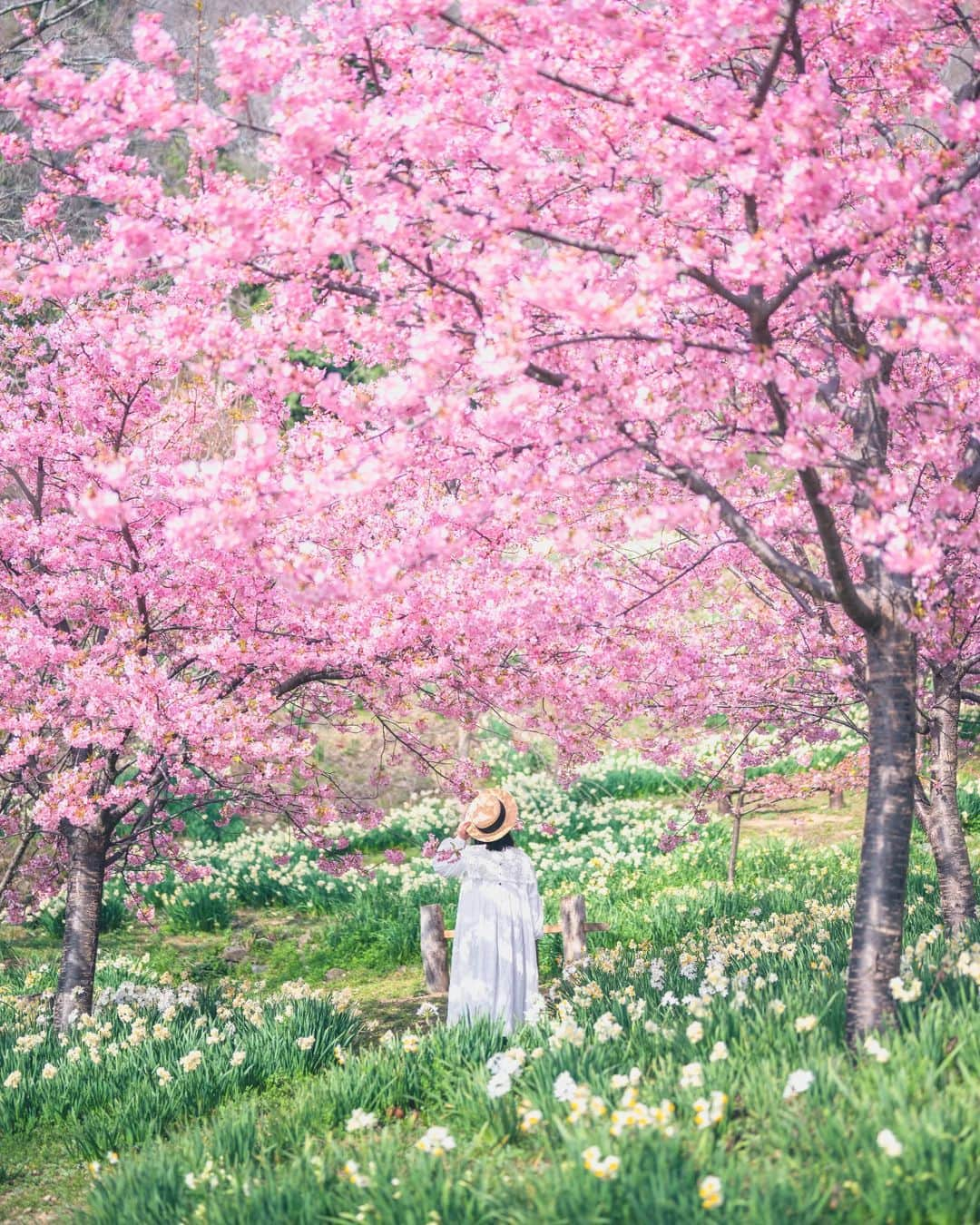 梶原憲之のインスタグラム：「. 河津桜と水仙。。  2023/3/11  📸Nikon Z6 NIKKOR Z 50mm f/1.8 S  #広島 #やぶ椿と水仙の里  #広島県#河津桜 #photoplusme #team_jp_  #art_of_japan_#水仙 #japan#東京カメラ部 #photo_jpn #photo_shorttrip  #死ぬまでに行きたい日本の絶景#広島観光#広島旅行#nikoncreators #吉卜力#japantravel #tokyocameraclub#retrip_news #daily_photo_jpn#絶景#ジブリ#지브리#light_nikon  #jalan_travel #japantrip」