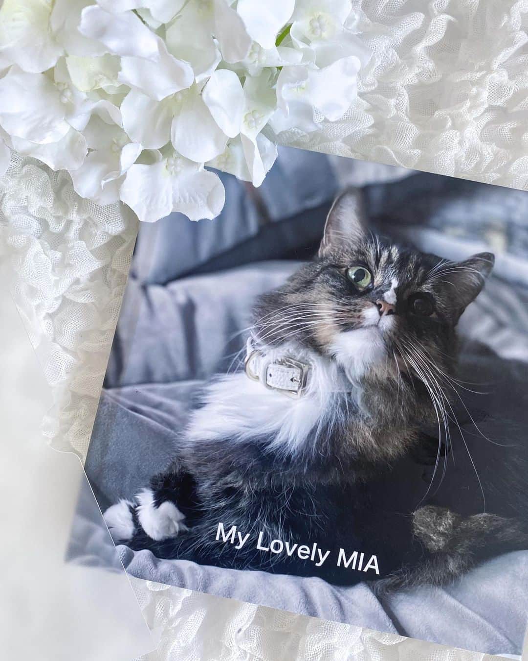 AYAMEのインスタグラム：「#ripmylove#mycat#mylove#photobook#fujifilm#mycat」