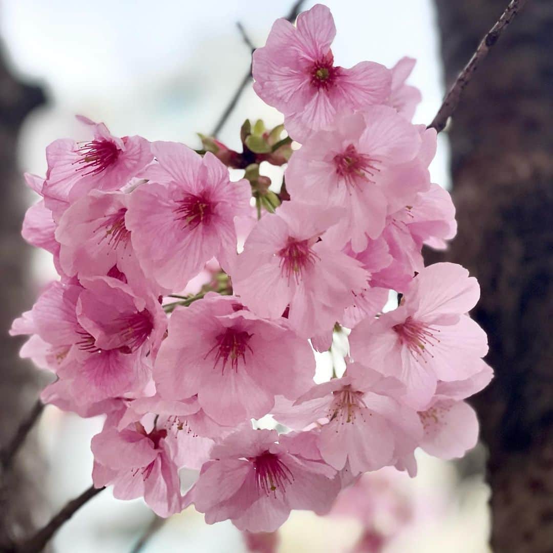 吉井明子さんのインスタグラム写真 - (吉井明子Instagram)「❀ ❀ ❀  #tokyo #桜 #sakura #春 #明さんぽ」3月17日 12時50分 - akiko_yoshii_sunny_rain