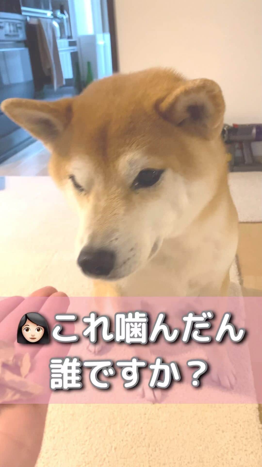 柴犬Mamesuke・Korosuke??大阪のインスタグラム：「． 犯人は、、、😏 🐾-—*-—*-—*-—*🐾 #MameKoro #豆コロ #柴犬と子供 #犬と子供 #チャリちゃん見守り隊 #子守犬 #豆柴 #柴犬 #赤柴 #豆介 #コロ介 #shibagram #shibastagram #shibainu #shiba #🐕📷」