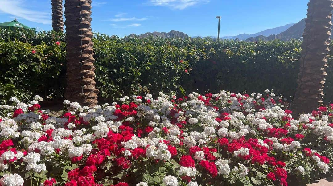 加藤未唯さんのインスタグラム写真 - (加藤未唯Instagram)「Into the SF at Tennis Paradise🌴❤️ @bnpparibasopen   インディアンウェルズ準決勝進出🏜🌵 明日も楽しんできます😘 #tennisparadise #indianwells #bnpparibasopen #california #adidas #adidaswomen #wilson」3月17日 14時13分 - miyukato1121