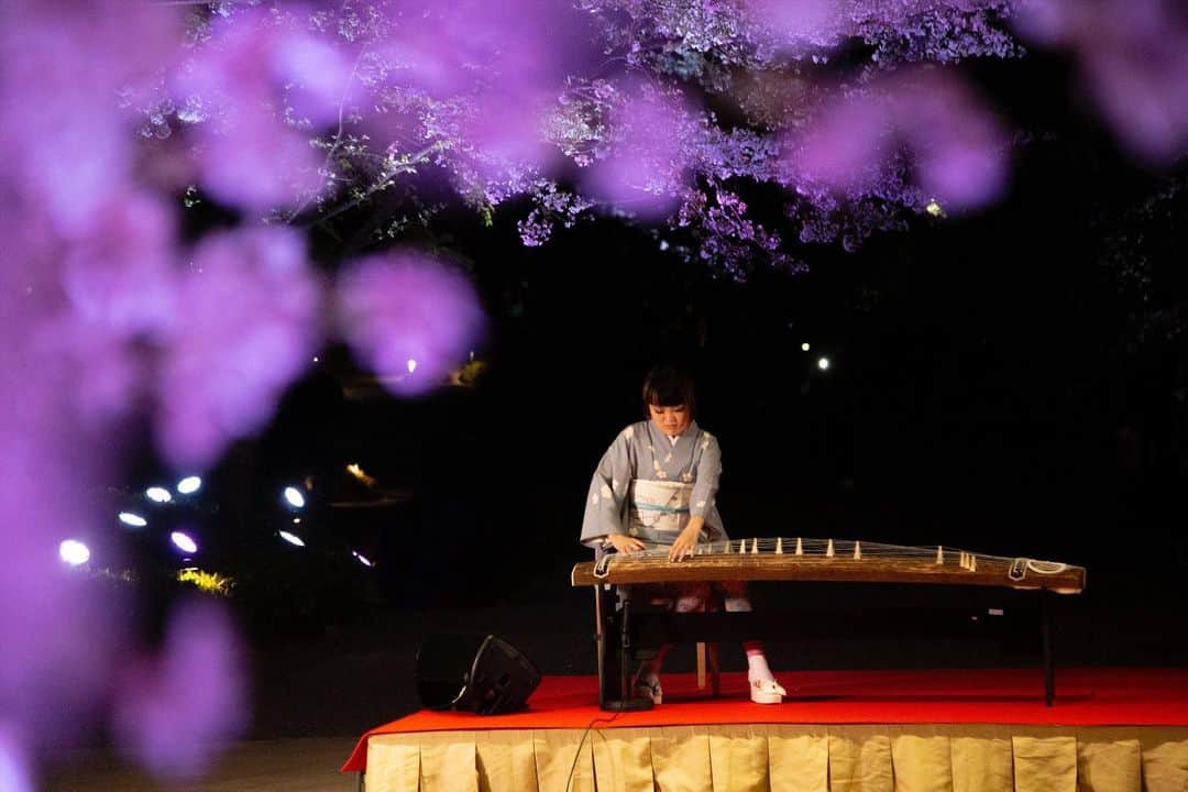 八芳園さんのインスタグラム写真 - (八芳園Instagram)「『 TOKYO SAKURA GARDEN SPRING FESTIVAL 2023 』 3/17 fri - 4/9 sun  イベントは本日よりスタートいたします🌸 約80本の桜に焦点を当てた夜桜ライトアップ『GARDEN LIGHT UP』とともに⼼ときめく春のはじまりを⼋芳園でお過ごしださい🌃✨  開催初日となる本日3月17日(金)は、琴奏者 明日佳氏(@asuka_koto)が登場し、美しい琴の音色でイベントのオープニングを飾ります。  庭園内に美しい琴の音色が響き、琴の調べと幻想的なライトアップが織りなす、時間を忘れるような贅沢な空間をお愉しみください。  ——————-  『 TOKYO SAKURA GARDEN SPRING FESTIVAL 2023 』 開催期間：2023年3月17日(金)～ 4月9日(日) 開催時間：日没〜21:00まで 入 場 料 ：庭園への入場無料 特設サイト：https://www.happo-en.com/event/springfestival2023/  ——————-  🌸🌸🌸  #八芳園 #happoen #お花見 #桜 #日本庭園 #flowerstagram #夜桜 #夜桜ライトアップ #琴 #生演奏 #映えスポット  #東京散歩 #東京カメラ部 #キリトリセカイ #イルミネーション #デート #港区 #ライトアップ #写真好きな人と繋がりたい #カメラ好きな人と繋がりたい #ファインダー越しの私の世界  #japanesegarden #tokyotokyo #tokyotrip #japan_of_insta #jp_mood #dreamyphoto #wonderful_places #bestphoto_japan #japan_night_view」3月17日 15時25分 - happoen