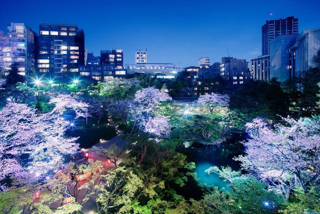八芳園さんのインスタグラム写真 - (八芳園Instagram)「『 TOKYO SAKURA GARDEN SPRING FESTIVAL 2023 』 3/17 fri - 4/9 sun  イベントは本日よりスタートいたします🌸 約80本の桜に焦点を当てた夜桜ライトアップ『GARDEN LIGHT UP』とともに⼼ときめく春のはじまりを⼋芳園でお過ごしださい🌃✨  開催初日となる本日3月17日(金)は、琴奏者 明日佳氏(@asuka_koto)が登場し、美しい琴の音色でイベントのオープニングを飾ります。  庭園内に美しい琴の音色が響き、琴の調べと幻想的なライトアップが織りなす、時間を忘れるような贅沢な空間をお愉しみください。  ——————-  『 TOKYO SAKURA GARDEN SPRING FESTIVAL 2023 』 開催期間：2023年3月17日(金)～ 4月9日(日) 開催時間：日没〜21:00まで 入 場 料 ：庭園への入場無料 特設サイト：https://www.happo-en.com/event/springfestival2023/  ——————-  🌸🌸🌸  #八芳園 #happoen #お花見 #桜 #日本庭園 #flowerstagram #夜桜 #夜桜ライトアップ #琴 #生演奏 #映えスポット  #東京散歩 #東京カメラ部 #キリトリセカイ #イルミネーション #デート #港区 #ライトアップ #写真好きな人と繋がりたい #カメラ好きな人と繋がりたい #ファインダー越しの私の世界  #japanesegarden #tokyotokyo #tokyotrip #japan_of_insta #jp_mood #dreamyphoto #wonderful_places #bestphoto_japan #japan_night_view」3月17日 15時25分 - happoen
