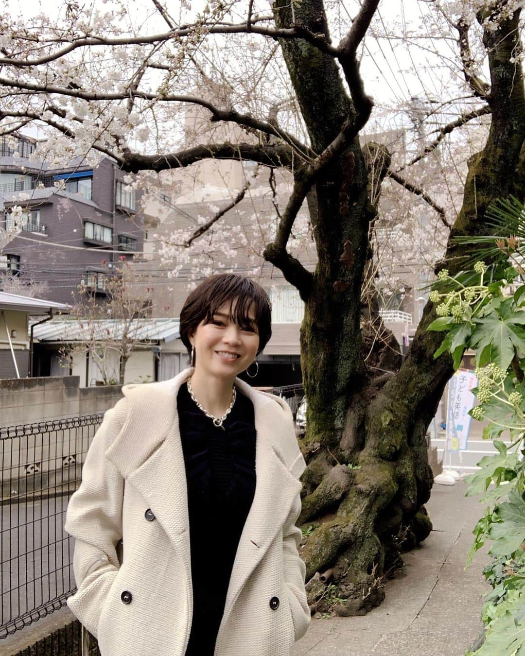 いかりさとみのインスタグラム：「今日のスタジオの入口にあった立派な一本桜〜、3分咲きくらい♪」