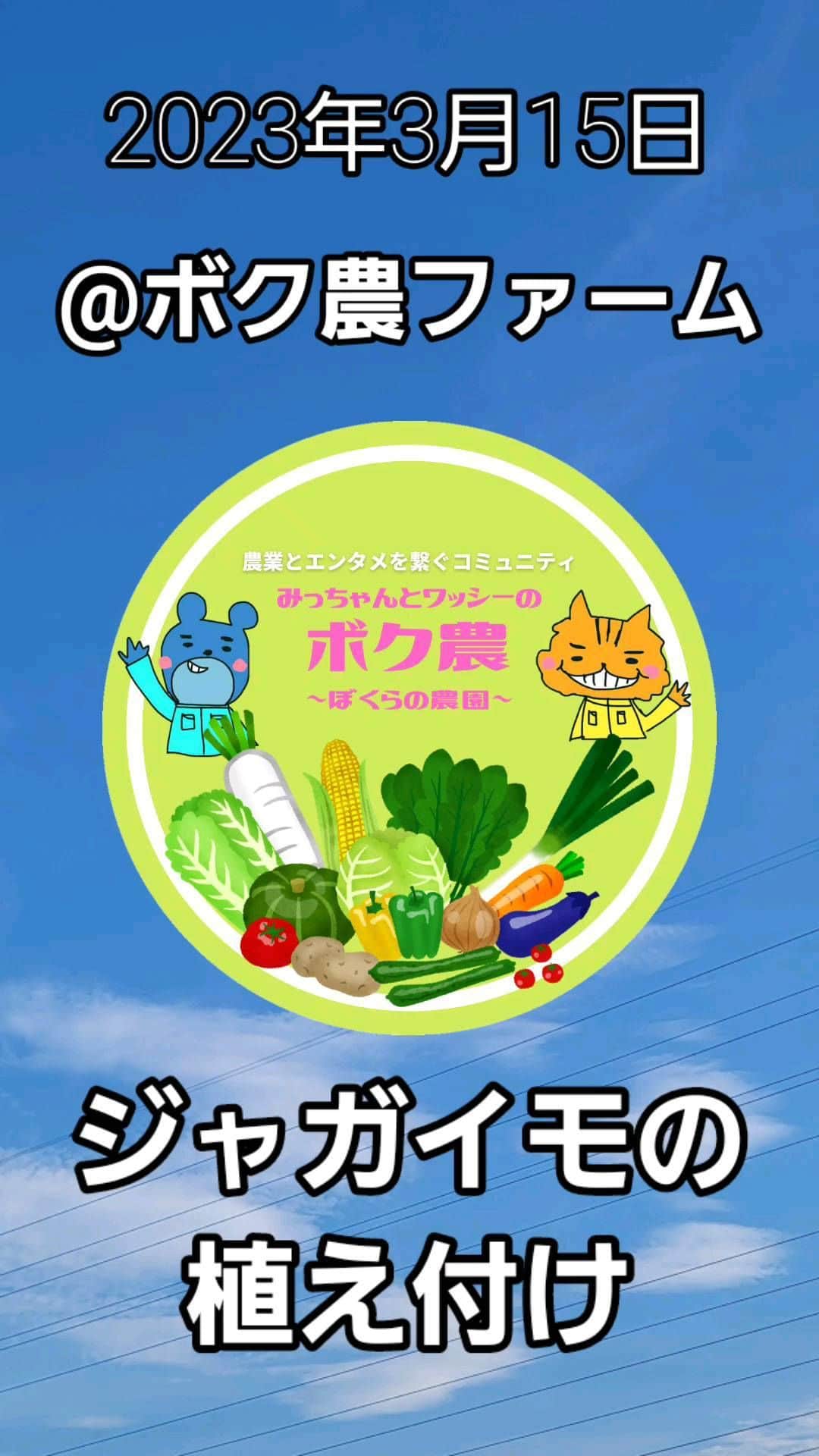 篠田光亮のインスタグラム：「@ボク農ファーム  🥔ジャガイモ３種(キタアカリ・インカのめざめ・とうや)の植え付け作業中🥔」