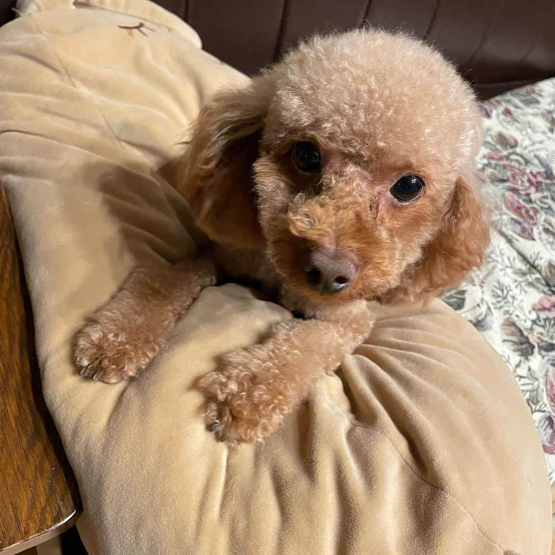 張織慧のインスタグラム：「うちの子可愛いな！！！ ・ ・ ・  #トイプードル #愛犬 #愛犬との暮らし  #モデル #Instagram #followme」