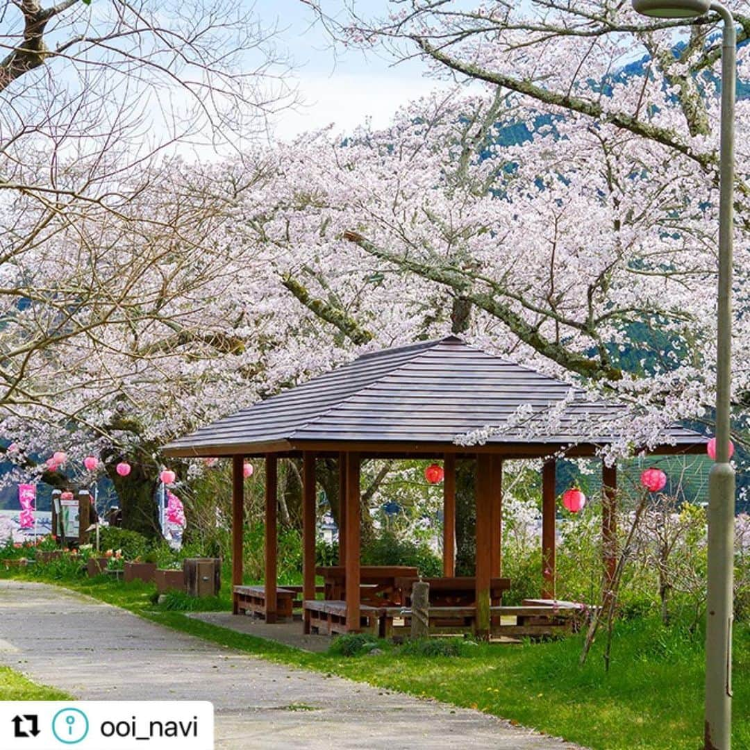 島田市さんのインスタグラム写真 - (島田市Instagram)「#Repost @ooi_navi with @use.repost ・・・ 【春に訪れたい静岡県島田の桜スポット9選♪「かわね桜まつり」や桜を守る人々の思いとは】  静岡県内でも有数の桜スポットがある島田市🌸🌸🌸  中でも川根エリアには、1931年に県道(現国道)と大井川鐵道(てつどう)の全線開通を記念して桜が植樹され、樹齢90年以上を誇る桜の名所が多数存在します😍👍  桜の開花時期に合わせて、3月18日から4月2日にかけて「かわね桜まつり」も開催🤩✨  春爛漫の景色を彩る美しい桜と、それらを後世まで受け継ぐための活動について、地元の方々にお話を伺いました😊  ＼＼詳細はストーリーズ（または「観光特集」ハイライト）のリンクから♪／／  #静岡県島田市 #島田市 #大井川鐵道 #桜 #かわね桜まつり #旅する大井川 #静岡観光 #静岡旅行 #島田観光 #島田旅行 #みずめ桜」3月17日 16時24分 - shimadacity_shizuoka_official