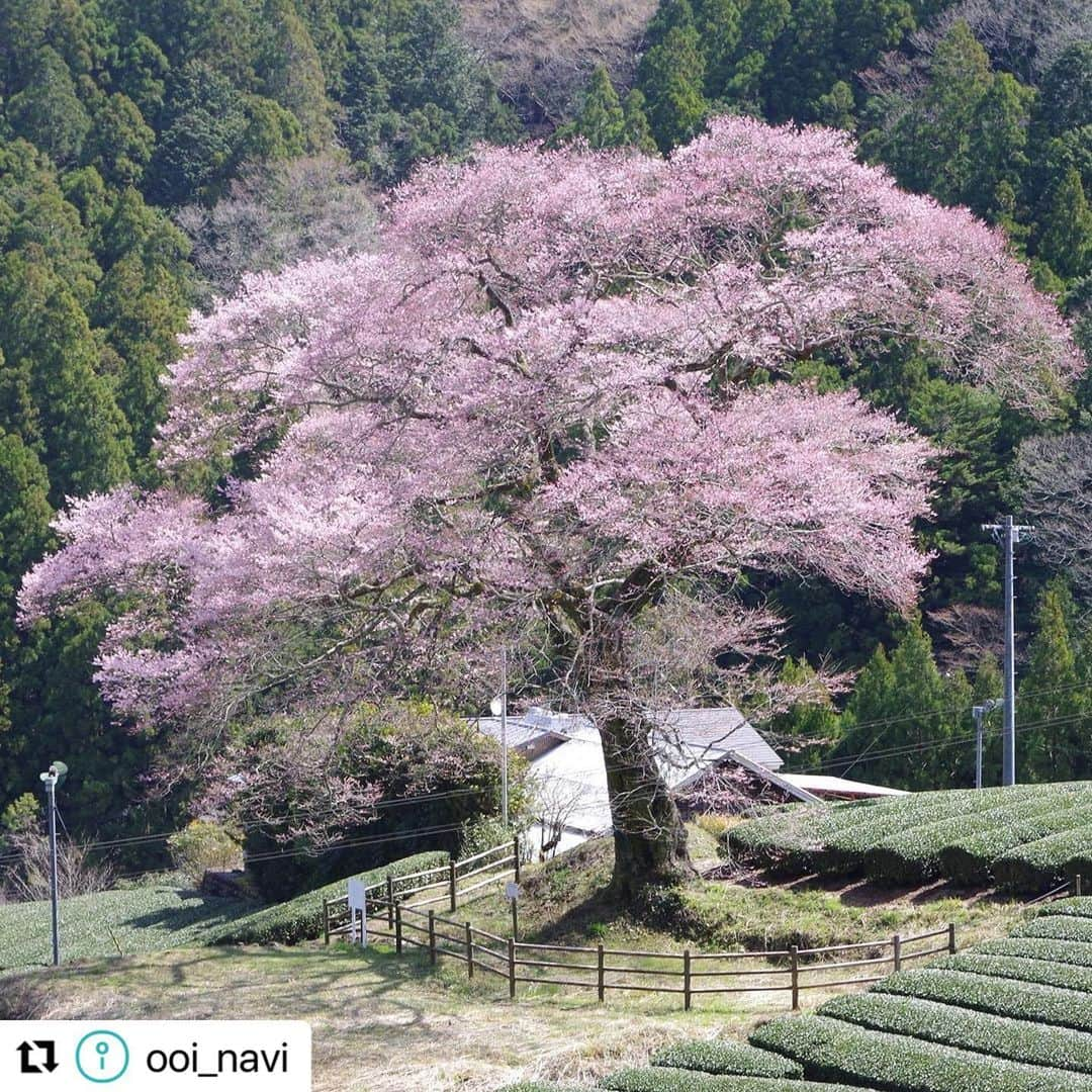 島田市さんのインスタグラム写真 - (島田市Instagram)「#Repost @ooi_navi with @use.repost ・・・ 【春に訪れたい静岡県島田の桜スポット9選♪「かわね桜まつり」や桜を守る人々の思いとは】  静岡県内でも有数の桜スポットがある島田市🌸🌸🌸  中でも川根エリアには、1931年に県道(現国道)と大井川鐵道(てつどう)の全線開通を記念して桜が植樹され、樹齢90年以上を誇る桜の名所が多数存在します😍👍  桜の開花時期に合わせて、3月18日から4月2日にかけて「かわね桜まつり」も開催🤩✨  春爛漫の景色を彩る美しい桜と、それらを後世まで受け継ぐための活動について、地元の方々にお話を伺いました😊  ＼＼詳細はストーリーズ（または「観光特集」ハイライト）のリンクから♪／／  #静岡県島田市 #島田市 #大井川鐵道 #桜 #かわね桜まつり #旅する大井川 #静岡観光 #静岡旅行 #島田観光 #島田旅行 #みずめ桜」3月17日 16時24分 - shimadacity_shizuoka_official