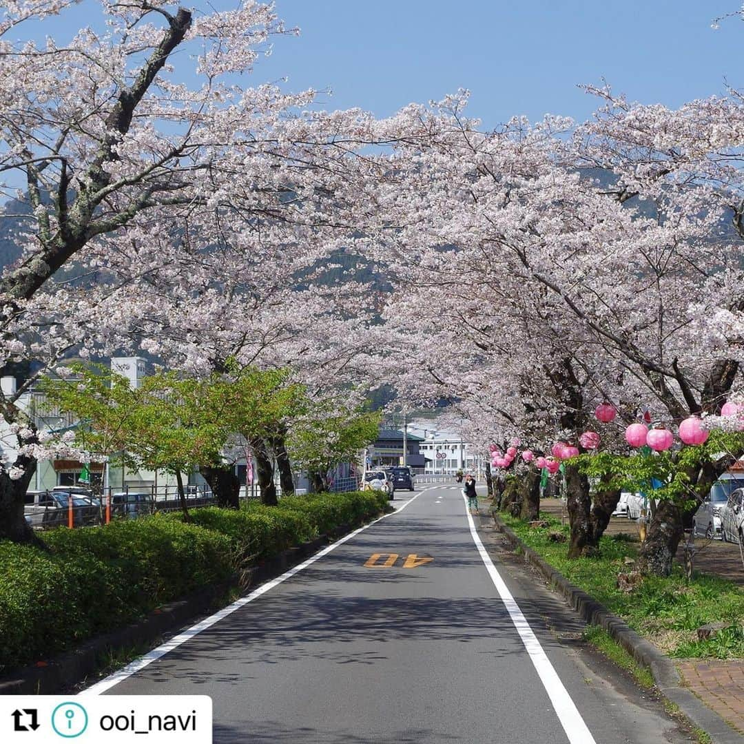 島田市さんのインスタグラム写真 - (島田市Instagram)「#Repost @ooi_navi with @use.repost ・・・ 【春に訪れたい静岡県島田の桜スポット9選♪「かわね桜まつり」や桜を守る人々の思いとは】  静岡県内でも有数の桜スポットがある島田市🌸🌸🌸  中でも川根エリアには、1931年に県道(現国道)と大井川鐵道(てつどう)の全線開通を記念して桜が植樹され、樹齢90年以上を誇る桜の名所が多数存在します😍👍  桜の開花時期に合わせて、3月18日から4月2日にかけて「かわね桜まつり」も開催🤩✨  春爛漫の景色を彩る美しい桜と、それらを後世まで受け継ぐための活動について、地元の方々にお話を伺いました😊  ＼＼詳細はストーリーズ（または「観光特集」ハイライト）のリンクから♪／／  #静岡県島田市 #島田市 #大井川鐵道 #桜 #かわね桜まつり #旅する大井川 #静岡観光 #静岡旅行 #島田観光 #島田旅行 #みずめ桜」3月17日 16時24分 - shimadacity_shizuoka_official