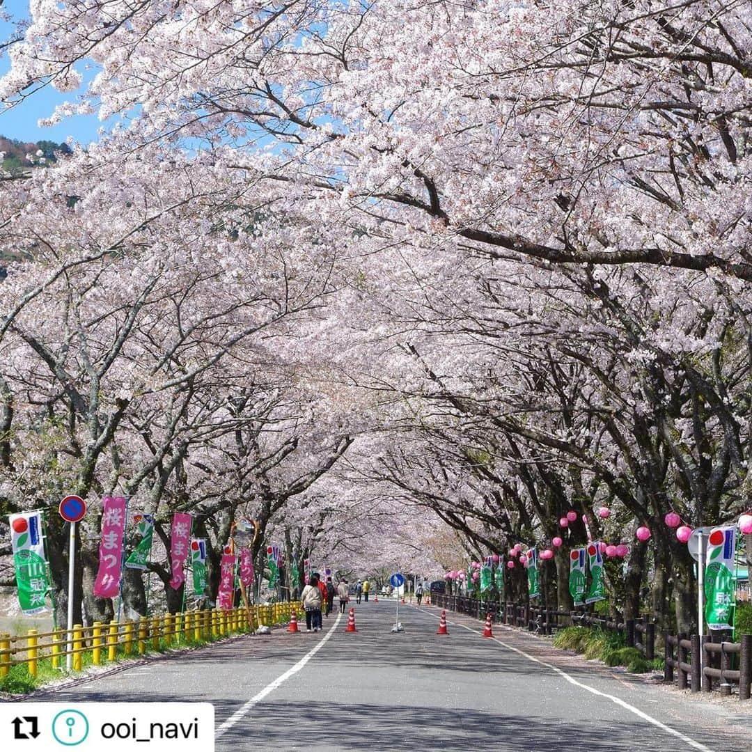 島田市さんのインスタグラム写真 - (島田市Instagram)「#Repost @ooi_navi with @use.repost ・・・ 【春に訪れたい静岡県島田の桜スポット9選♪「かわね桜まつり」や桜を守る人々の思いとは】  静岡県内でも有数の桜スポットがある島田市🌸🌸🌸  中でも川根エリアには、1931年に県道(現国道)と大井川鐵道(てつどう)の全線開通を記念して桜が植樹され、樹齢90年以上を誇る桜の名所が多数存在します😍👍  桜の開花時期に合わせて、3月18日から4月2日にかけて「かわね桜まつり」も開催🤩✨  春爛漫の景色を彩る美しい桜と、それらを後世まで受け継ぐための活動について、地元の方々にお話を伺いました😊  ＼＼詳細はストーリーズ（または「観光特集」ハイライト）のリンクから♪／／  #静岡県島田市 #島田市 #大井川鐵道 #桜 #かわね桜まつり #旅する大井川 #静岡観光 #静岡旅行 #島田観光 #島田旅行 #みずめ桜」3月17日 16時24分 - shimadacity_shizuoka_official