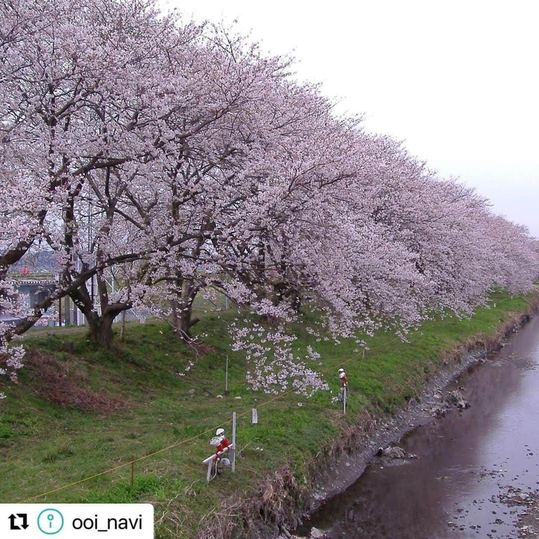 島田市さんのインスタグラム写真 - (島田市Instagram)「#Repost @ooi_navi with @use.repost ・・・ 【春に訪れたい静岡県島田の桜スポット9選♪「かわね桜まつり」や桜を守る人々の思いとは】  静岡県内でも有数の桜スポットがある島田市🌸🌸🌸  中でも川根エリアには、1931年に県道(現国道)と大井川鐵道(てつどう)の全線開通を記念して桜が植樹され、樹齢90年以上を誇る桜の名所が多数存在します😍👍  桜の開花時期に合わせて、3月18日から4月2日にかけて「かわね桜まつり」も開催🤩✨  春爛漫の景色を彩る美しい桜と、それらを後世まで受け継ぐための活動について、地元の方々にお話を伺いました😊  ＼＼詳細はストーリーズ（または「観光特集」ハイライト）のリンクから♪／／  #静岡県島田市 #島田市 #大井川鐵道 #桜 #かわね桜まつり #旅する大井川 #静岡観光 #静岡旅行 #島田観光 #島田旅行 #みずめ桜」3月17日 16時24分 - shimadacity_shizuoka_official