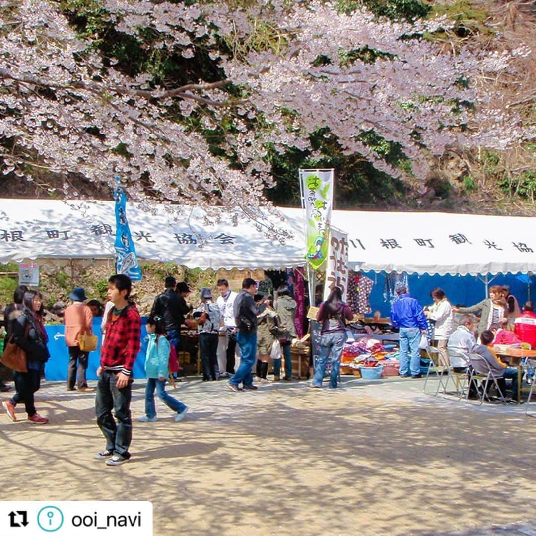 島田市さんのインスタグラム写真 - (島田市Instagram)「#Repost @ooi_navi with @use.repost ・・・ 【春に訪れたい静岡県島田の桜スポット9選♪「かわね桜まつり」や桜を守る人々の思いとは】  静岡県内でも有数の桜スポットがある島田市🌸🌸🌸  中でも川根エリアには、1931年に県道(現国道)と大井川鐵道(てつどう)の全線開通を記念して桜が植樹され、樹齢90年以上を誇る桜の名所が多数存在します😍👍  桜の開花時期に合わせて、3月18日から4月2日にかけて「かわね桜まつり」も開催🤩✨  春爛漫の景色を彩る美しい桜と、それらを後世まで受け継ぐための活動について、地元の方々にお話を伺いました😊  ＼＼詳細はストーリーズ（または「観光特集」ハイライト）のリンクから♪／／  #静岡県島田市 #島田市 #大井川鐵道 #桜 #かわね桜まつり #旅する大井川 #静岡観光 #静岡旅行 #島田観光 #島田旅行 #みずめ桜」3月17日 16時24分 - shimadacity_shizuoka_official