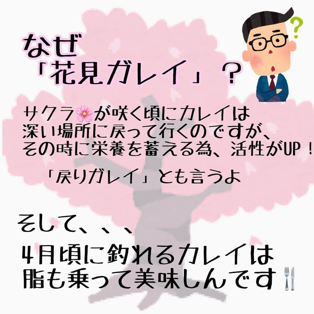 ペルビー貴子さんのインスタグラム写真 - (ペルビー貴子Instagram)「@fishing__info  他の釣り情報もチェック👆  梅の花が綺麗に咲いてますねー❣️ その後は桜！🌸🌸🌸 この時期に釣れるカレイはたくさん栄養蓄えて身も美味しくなりますよ🐟  花見しながらのんびり釣りできるとこどこかにないかなー？笑  ---------------------------------------- 釣り情報配信　@fishing__info  釣り、アウトドア、魚料理に関する豆知識、お得情報、便利な釣具を中心に投稿しています🎣 ----------------------------------------  #釣り #フィッシング　#fishing　#釣り好きな人と繋がりたい  #釣り好き　#釣り人 #アングラー #魚釣り　#豆知識　#投げ釣り #花見カレイ　#カレイ　#春の釣り #ペルビー釣り情報配信 #ペルビー #釣り初心者 #桜 #お花見シーズン」3月17日 19時30分 - fishing__info