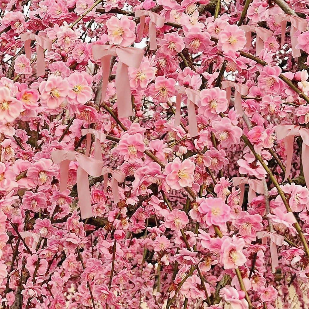 安珠さんのインスタグラム写真 - (安珠Instagram)「美しい  #weepingplum #枝垂れ梅　 #spring  #anjuphotographer  #ribbon」3月17日 16時40分 - anjuphotographer