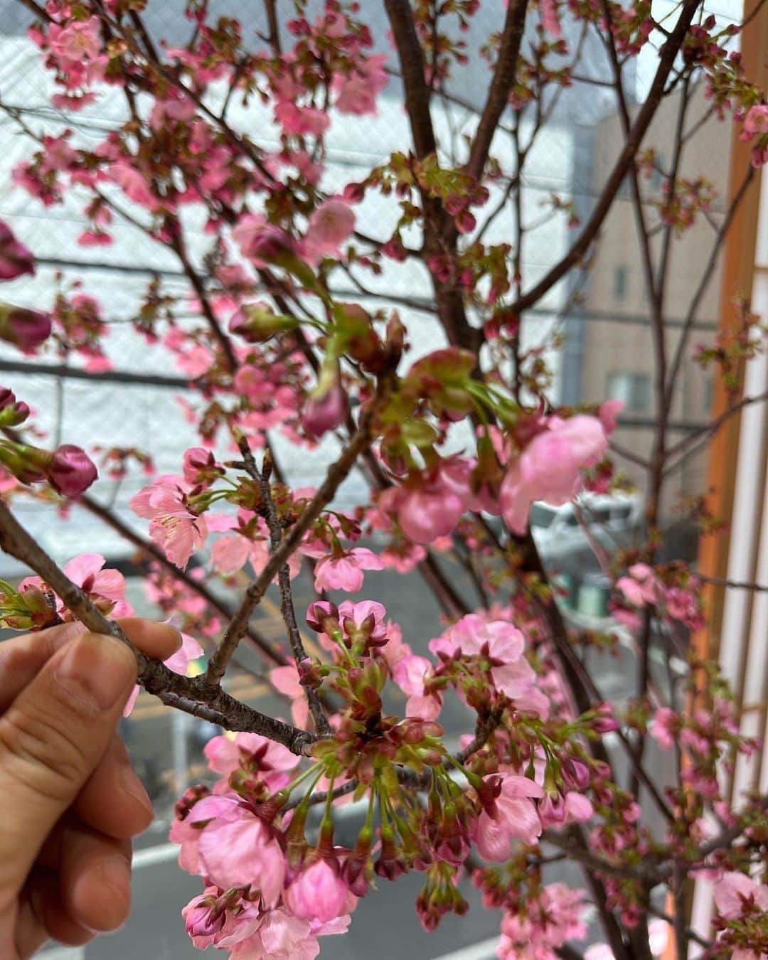 hair_ISMさんのインスタグラム写真 - (hair_ISMInstagram)「#repost @ismjunyoshida via @PhotoAroundApp  吉田美粧院も桜が開花致しました。🌸🌸🌸デカっ🌸 素晴らしい桜です。 種類の違う桜がところ狭しと、、桜は北千住の ココフィオーレ様より。 素晴らしい桜🌸をありがとうございました。❤️💕 皆んな観にきてね。🌸🌸 #桜　#🌸 #お花見　🍡 #ココフィオーレ」3月17日 17時09分 - hair_ism