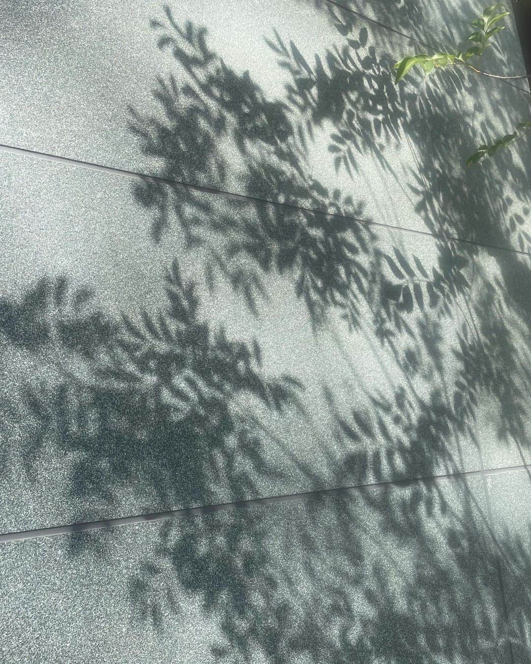 Manaさんのインスタグラム写真 - (ManaInstagram)「🌿𝐒𝐡𝐚𝐝𝐨𝐰 ふとした瞬間、綺麗な影に気付くと嬉しい♡♡ ⁡ ⁡ ⁡ ⁡ #beautiful #shadow #nature #lovenature #beautifulshadow #shadowgram #影 #優しい気持ち」3月17日 17時25分 - mana.tcy