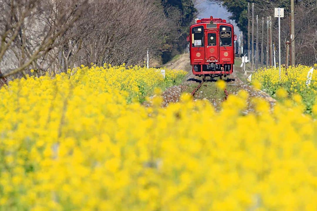 JALさんのインスタグラム写真 - (JALInstagram)「. 菜の花に映える深紅の #ことこと列車 🚋 筑豊の景色の中をゆっくり走ります💛 #ChargeUpMarch  Crimson COTO COTO TRAIN contrasting with the canola blossoms. Trundling through the picturesque Chikuho region, in Fukuoka. . . Photo by @nbox_787 Post your memories with #FlyJAL  #JapanAirlines #japan #fukuoka #flower_special #🇯🇵 #japantrip #loves_nippon #ig_japan #japan_vacations #japantravelphoto #discoverjapan #travel #travelphotography #heisei_chikuho_railway #レストラン列車 #観光列車 #平成筑豊鉄道 #鉄道写真 #春 #菜の花 #菜の花ロード #日本 #福岡 #日本の絶景 #国内旅行 #旅行 #日本航空」3月17日 17時30分 - japanairlines_jal