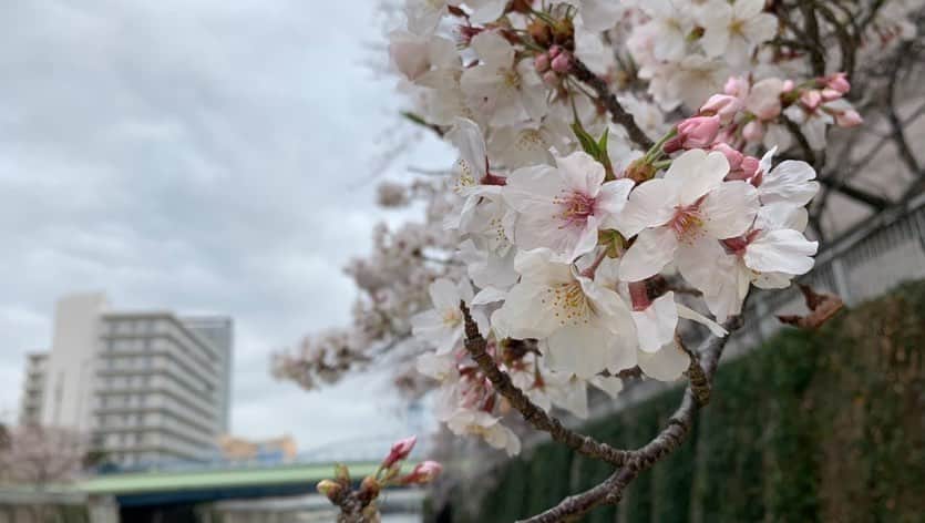 Warehouse TERRADA 寺田倉庫さんのインスタグラム写真 - (Warehouse TERRADA 寺田倉庫Instagram)「桜🌸クルーズ  Stay at the floating hotel and cruise to see cherry blossoms by water taxi (for a limited time and number of the guests only )  東京・天王洲のPETALS TOKYOは、1日4組限定の水上ホテルです。 ご宿泊客のみなさまには、運河に浮かぶ客室ならではの浮遊感や開放感を体験していただいています。  さらに現在、水辺と桜も楽しめる宿泊プランを期間限定で提供中です。 貸切の水上タクシーで目黒川をクルーズしながら桜を鑑賞していただける「桜クルーズプラン」です。 水上タクシーは、PETALS TOKYOの傍も通るので、泊まっているお部屋が浮かんでいる様子も間近にご覧いただけます。  詳しくはこちらから→ @petalstokyo   #寺田倉庫 #warehouseterrada #PETALSTOKYO #tennoz #天王洲 #artcity #アートシティ #luxury #luxurioushotel #hotel #飯店 #酒店 #โรงแรม #tokyo #โตเกียว #小舟 #boat #船 #เรือ #cruise #東京ウォータータクシー #水上タクシー  @tokyowatertaxi」3月17日 18時34分 - warehouse_terrada
