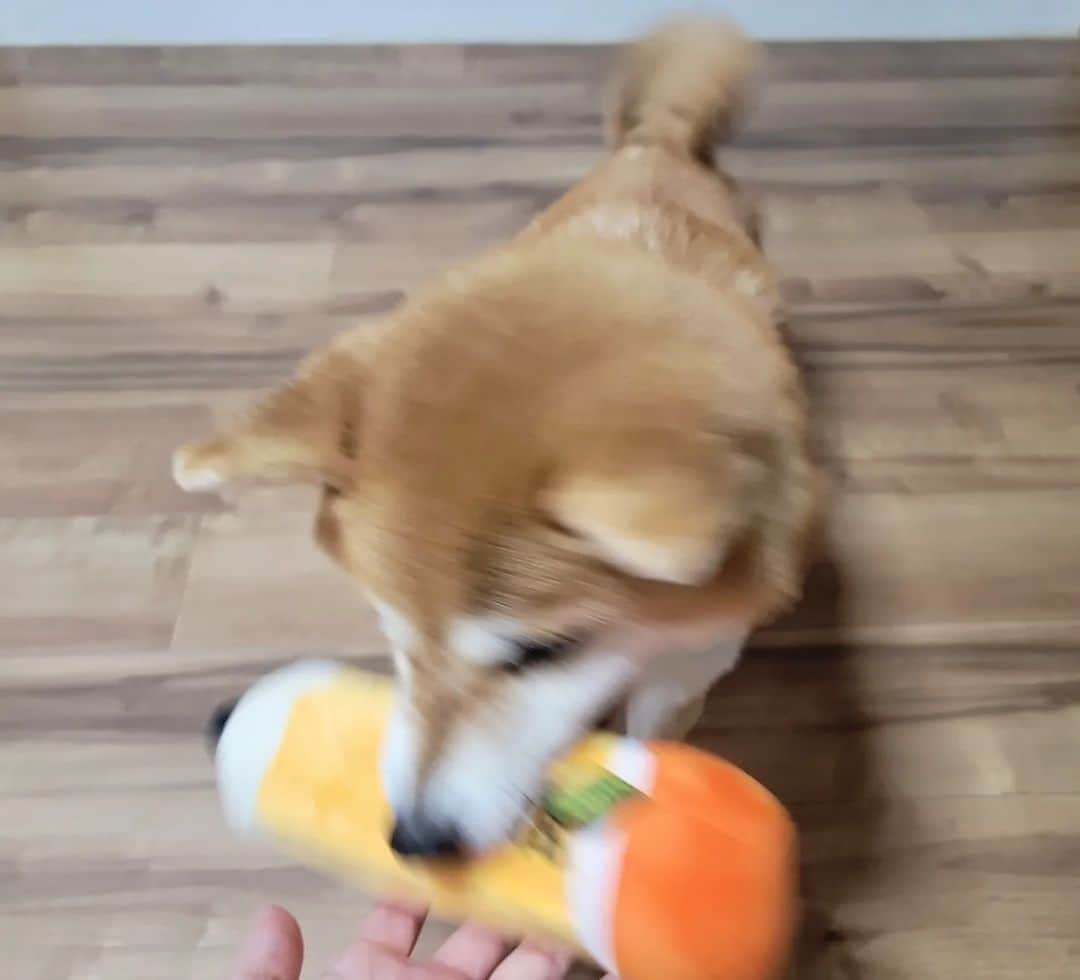 柴犬たま Shibainu Tamaさんのインスタグラム写真 - (柴犬たま Shibainu TamaInstagram)「Doggy Boxが届きました✨⠀  世間は受験シーズンって事で⠀ 鉛筆のおもちゃが入ってました✏⠀ ⠀ ミケしゃんに見せたら⠀ 高速のブン取り💥からの逃走🐕💨💨(笑)⠀ ⠀ 噛む部分によって噛み心地が違うのが⠀ 気に入ったようです😄⠀ ⠀ ⠀ その他、青森ヒバ精油蒸留水・赤鶏さつま手焼き・馬肉ふりかけ・エゾジカジャーキーも入ってました👍⠀ ⠀ Caption trans🇬🇧 It is a very nice present✨⠀  #たま家族 #柴犬ミケ #ミケママ #PR #doggybox #ドギーボックス #ドギボ #かなりひし形 #泥棒犬 #逃走犯 #残像 #残像犬 #残像拳 #ブンブン⠀ #柴犬 #shiba #shibainu #shibastagram #犬 #dog」3月17日 18時38分 - tama7653