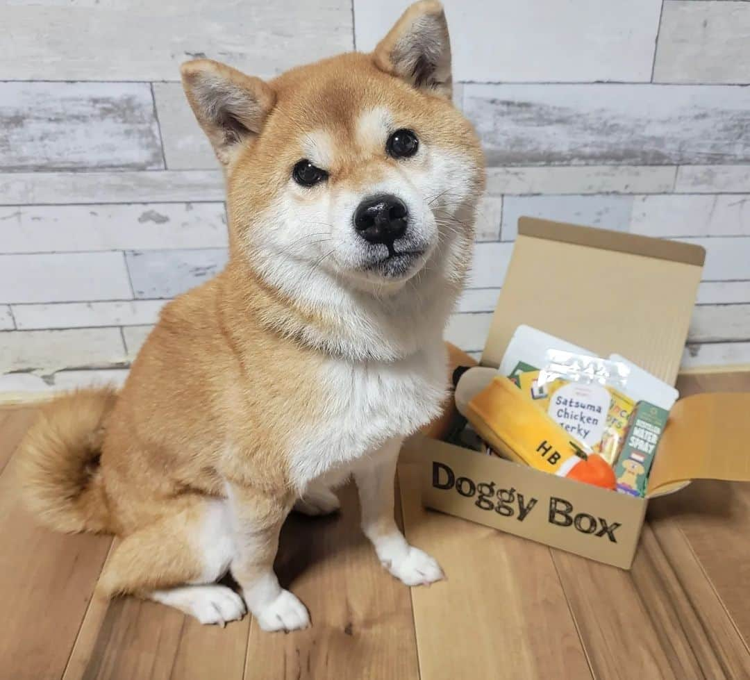 柴犬たま Shibainu Tamaのインスタグラム