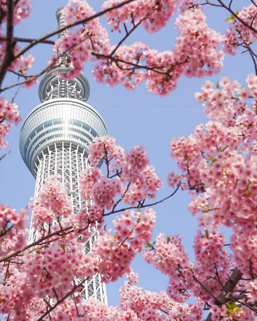 田島知華のインスタグラム：「【Japan🇯🇵Tokyo】 東京の春めぐり。 桜の木の下から眺めるスカイツリーは毎年この時期だけのお楽しみ。 今年は久しぶりに海外の方もたくさんいて、ようやく元の姿に戻りつつあるのが嬉しいですね🌸 Copyright © TAJIHARU _ #たじはるトリップ #TAJIHARU_japan #日本 #東京 #スカイツリー #桜 #河津桜 #日本の春 #カメラ女子 #国内旅行 #japan #tokyoskytree #cherryblossom #flower #japantrip #tokyotrip #igersjp #ptk_japan #photo_jpn #lovers_nippon #japan_daytime_view #bestjapanpics #beautifuldestinations #discoverearth #wonderful_places #awesome_phototrip」