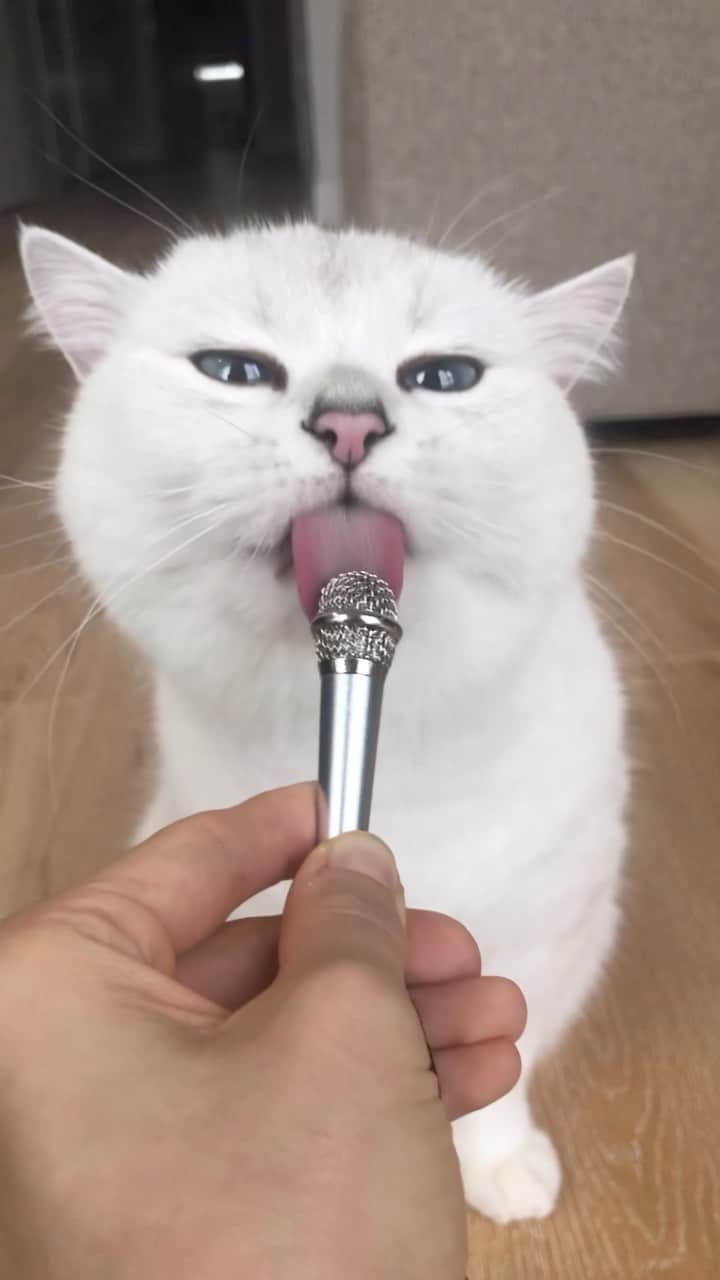 のインスタグラム：「Hear my sandpaper tongue in all its glory.」