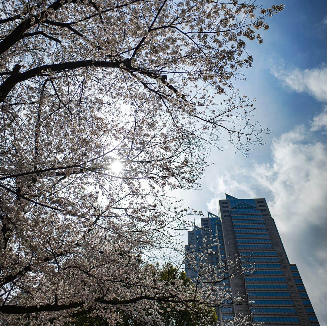 Park Hyatt Tokyo / パーク ハイアット東京さんのインスタグラム写真 - (Park Hyatt Tokyo / パーク ハイアット東京Instagram)「Every year, cities across Japan warmly welcome spring with waves of cherry blossoms. As one of its national flowers, "Sakura" holds a special place in Japanese culture, not only because of the beauty of its pale pink petals and its prevalence but also due to its distinctively short lifespan. So enjoy them while you can, as they only last for a week or two before the "Sakura snow" falls to the ground or is carried off by the breeze.  蕾の膨らみに心躍らせて待ちわびる開花宣言。三分咲き、五分咲きを愛でながら迎え来る満開のときは一瞬。風に舞う花吹雪、散り際や葉桜さえも愛おしく、「桜」にまつわる思いや風習はこの時季の日本ならではの情緒ですね。  Share your own images with us by tagging @parkhyatttokyo  ————————————————————— #parkhyatttokyo #hyatt #luxuryispersonal #parkhyatt  #discovertokyo #springseason #spring #sakura #cherryblossoms #hanami #パークハイアット東京 #パークハイアット #桜 #桜の季節 #春の訪れ #お花見 #花見　@shumpeiohsugi_photographer」3月17日 19時00分 - parkhyatttokyo