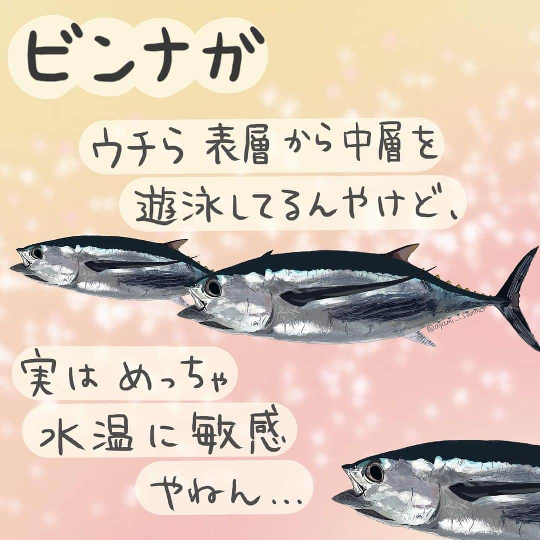 高本采実のインスタグラム：「🐟 4コマ水産学「ビンナガ」  今シーズン私もついにデビューしたトンジギ！ のターゲットであるビンナガ🐟 お寿司屋さんではビンチョウの名でも親しまれている魚。 マニアックな知識を知って次回の釣りに活かしましょう💡  ￣￣￣￣￣￣￣￣￣￣￣￣￣￣￣￣￣￣  ◆遊泳層 表層から中層性（水深400mぐらいまで棲息可）  ◆水温との関わり 実はビンナガ、水温変化にかなり敏感です。  ◇生活不適温帯：水温〜16.3℃、22.8℃〜 ◇選好範囲：水温18..6〜21.5℃（特に19.7℃）  ビンナガは漁獲される水温幅が狭く水温に敏感！ 小型から大型サイズになるにつれ、生活水温も高くなっていく傾向がある。  塩分濃度が高めで、水温が安定している環境が好きなのがビンナガなのです🐟  ＿＿＿＿＿＿＿＿＿＿＿＿＿＿＿＿＿＿  今シーズンもいよいよ終盤となってきましたが、みなさんのトンジギ釣果期待しています🎣🔥  <参考文献> Tomoyoghi Kokubo and Mitsuya Ogawa and Junichi Takeuchi(2005),Biological Characteristics of Skipjack Tuna and Albacore caught by Trolling Line in Spring 2003,Marine Fisheries Experimental Station Wakayamg Research Center of Agriculture,Forestry and Fisheries 6,159-167,2005 . . . . .  #4コマ水産学 #ビンナガ #ビンチョウ #トンジギ #ビンチョウマグロ #albacore #ルアー釣り #魚の豆知識 #なるほど水産学 #ナルホド水産学 #水産学 #豆知識 #生態 #魚好き  #水族館好き  #イラスト #魚イラスト #いらすとぐらむ  #釣り #釣り好き #アングラー #angler #fishinggirl #釣魚 #魚と釣りと時々料理 #さかなのきもち #高本采実 #あやみん  #ayamistagram」