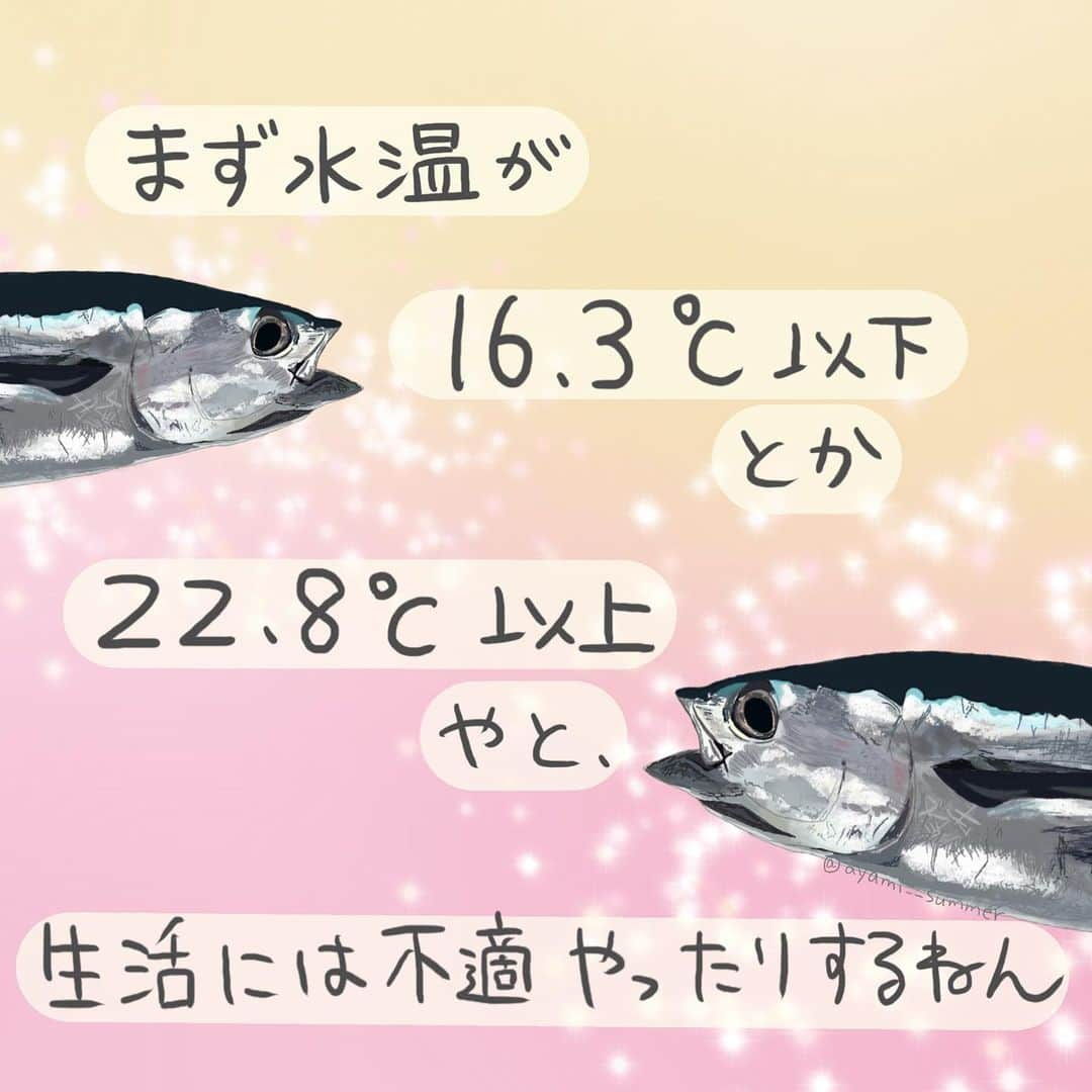 高本采実さんのインスタグラム写真 - (高本采実Instagram)「🐟 4コマ水産学「ビンナガ」  今シーズン私もついにデビューしたトンジギ！ のターゲットであるビンナガ🐟 お寿司屋さんではビンチョウの名でも親しまれている魚。 マニアックな知識を知って次回の釣りに活かしましょう💡  ￣￣￣￣￣￣￣￣￣￣￣￣￣￣￣￣￣￣  ◆遊泳層 表層から中層性（水深400mぐらいまで棲息可）  ◆水温との関わり 実はビンナガ、水温変化にかなり敏感です。  ◇生活不適温帯：水温〜16.3℃、22.8℃〜 ◇選好範囲：水温18..6〜21.5℃（特に19.7℃）  ビンナガは漁獲される水温幅が狭く水温に敏感！ 小型から大型サイズになるにつれ、生活水温も高くなっていく傾向がある。  塩分濃度が高めで、水温が安定している環境が好きなのがビンナガなのです🐟  ＿＿＿＿＿＿＿＿＿＿＿＿＿＿＿＿＿＿  今シーズンもいよいよ終盤となってきましたが、みなさんのトンジギ釣果期待しています🎣🔥  <参考文献> Tomoyoghi Kokubo and Mitsuya Ogawa and Junichi Takeuchi(2005),Biological Characteristics of Skipjack Tuna and Albacore caught by Trolling Line in Spring 2003,Marine Fisheries Experimental Station Wakayamg Research Center of Agriculture,Forestry and Fisheries 6,159-167,2005 . . . . .  #4コマ水産学 #ビンナガ #ビンチョウ #トンジギ #ビンチョウマグロ #albacore #ルアー釣り #魚の豆知識 #なるほど水産学 #ナルホド水産学 #水産学 #豆知識 #生態 #魚好き  #水族館好き  #イラスト #魚イラスト #いらすとぐらむ  #釣り #釣り好き #アングラー #angler #fishinggirl #釣魚 #魚と釣りと時々料理 #さかなのきもち #高本采実 #あやみん  #ayamistagram」3月17日 19時03分 - ayami__summer