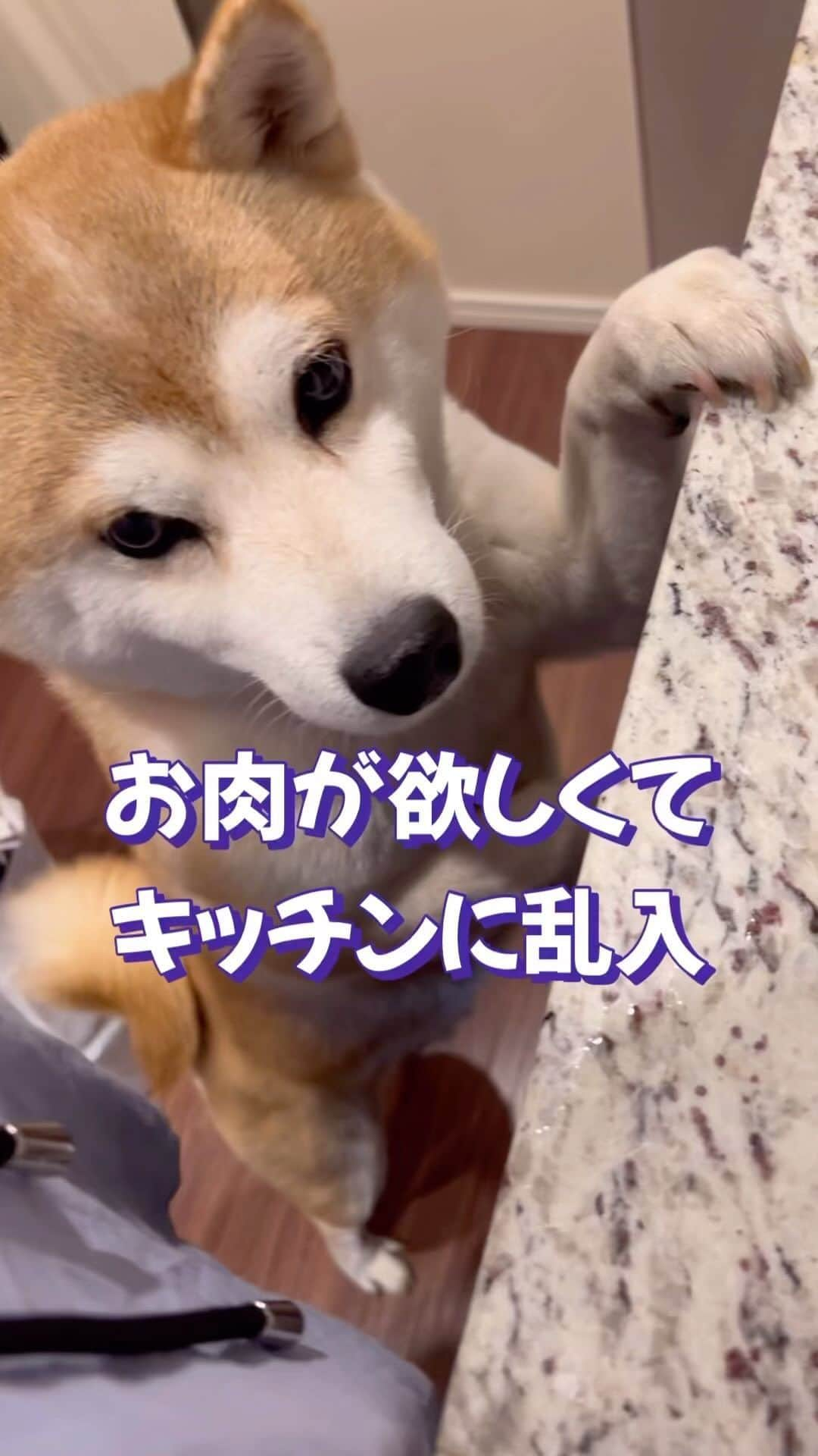 ゆうとろ（柴犬ゆうと猫のとろ）のインスタグラム