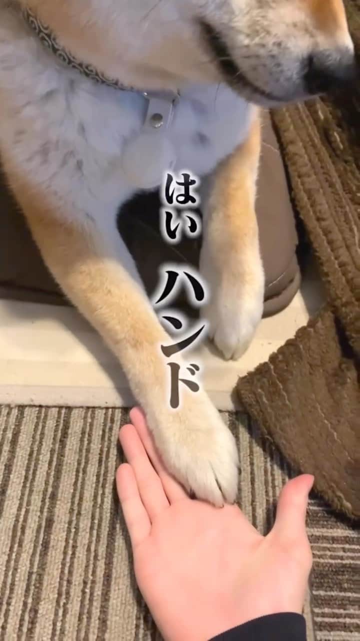和風総分家のインスタグラム：「飼い主を放し飼いする柴犬#short」