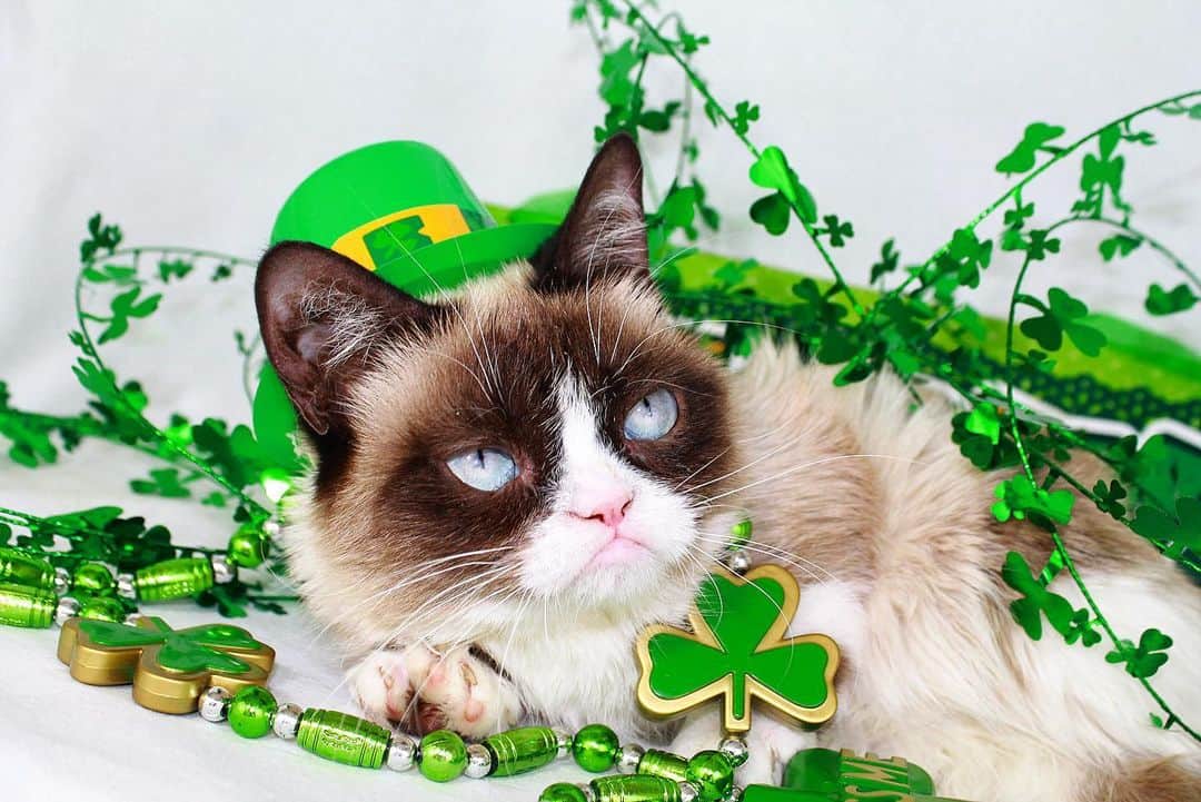 Grumpy Catのインスタグラム：「I had good luck once. It was awful. 🍀🌈😾 #stpatricksday」