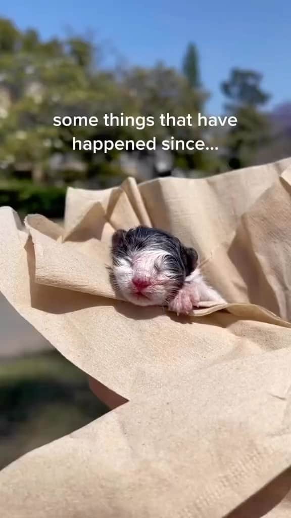 のインスタグラム：「That was unnecessarily beautiful and now I’m crying 🥰💗🥺😻😻  Credit: awesome camrynfred (TikTok) Check them out ☺️  ** For all crediting issues and removals pls 𝐄𝐦𝐚𝐢𝐥 𝐮𝐬 ☺️  𝐍𝐨𝐭𝐞: we don’t own this video/pics, all rights go to their respective owners. If owner is not provided, tagged (meaning we couldn’t find who is the owner), 𝐩𝐥𝐬 𝐄𝐦𝐚𝐢𝐥 𝐮𝐬 with 𝐬𝐮𝐛𝐣𝐞𝐜𝐭 “𝐂𝐫𝐞𝐝𝐢𝐭 𝐈𝐬𝐬𝐮𝐞𝐬” and 𝐨𝐰𝐧𝐞𝐫 𝐰𝐢𝐥𝐥 𝐛𝐞 𝐭𝐚𝐠𝐠𝐞𝐝 𝐬𝐡𝐨𝐫𝐭𝐥𝐲 𝐚𝐟𝐭𝐞𝐫.  We have been building this community for over 6 years, but 𝐞𝐯𝐞𝐫𝐲 𝐫𝐞𝐩𝐨𝐫𝐭 𝐜𝐨𝐮𝐥𝐝 𝐠𝐞𝐭 𝐨𝐮𝐫 𝐩𝐚𝐠𝐞 𝐝𝐞𝐥𝐞𝐭𝐞𝐝, pls email us first. **  #sleepingkitty #instakitties #kittycuddles  #catladylife #catsareawesome  #catsareawesome #catsarelife #kittenlovers」