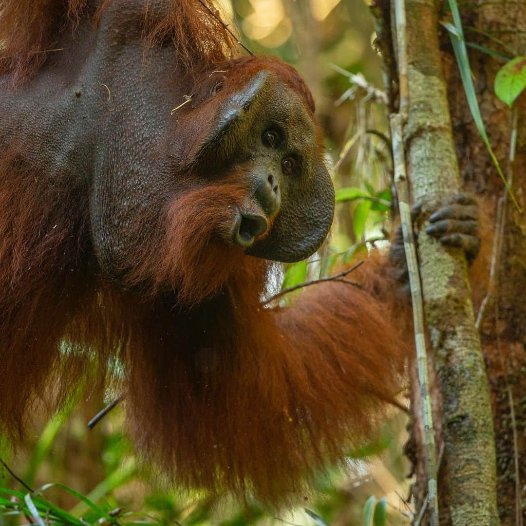 Tim Lamanさんのインスタグラム写真 - (Tim LamanInstagram)「Photos by @TimLaman - guest editor this week for @unbiodiversity. The male Bornean Orangutan is the unquestionable “King of the Jungle”. These several photos are of the same individual who was the dominant male in the area of forest near the research station in Gunung  Palung National Park a few years back. When males develop into full sized adults with these big cheek flanges, they become intolerant of other males in their areas. They advertise their territory with loud vocalizations known as “long calls” and will confront any males they meet. I was able to get close and photograph this completely wild individual because of ongoing research efforts by the team from the Gunung Palung Orangutan Conservation Program (@SaveWildOrangutans). They work closely with the National Park and surrounding communities to study wild orangutans and safeguard their habitat. Protecting this flagship  species allows the rich biodiversity of Borneo’s rainforest to survive.   #orangutan #gunungpalung #gunungpalungnationalpark #kalimantan #indonesia #borneo  #savewildorangutans」3月18日 0時30分 - timlaman
