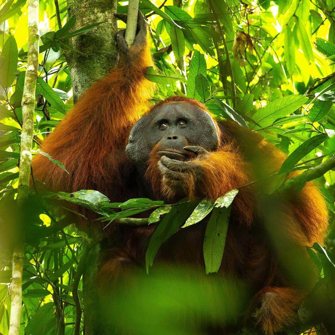 Tim Lamanさんのインスタグラム写真 - (Tim LamanInstagram)「Photos by @TimLaman - guest editor this week for @unbiodiversity. The male Bornean Orangutan is the unquestionable “King of the Jungle”. These several photos are of the same individual who was the dominant male in the area of forest near the research station in Gunung  Palung National Park a few years back. When males develop into full sized adults with these big cheek flanges, they become intolerant of other males in their areas. They advertise their territory with loud vocalizations known as “long calls” and will confront any males they meet. I was able to get close and photograph this completely wild individual because of ongoing research efforts by the team from the Gunung Palung Orangutan Conservation Program (@SaveWildOrangutans). They work closely with the National Park and surrounding communities to study wild orangutans and safeguard their habitat. Protecting this flagship  species allows the rich biodiversity of Borneo’s rainforest to survive.   #orangutan #gunungpalung #gunungpalungnationalpark #kalimantan #indonesia #borneo  #savewildorangutans」3月18日 0時30分 - timlaman