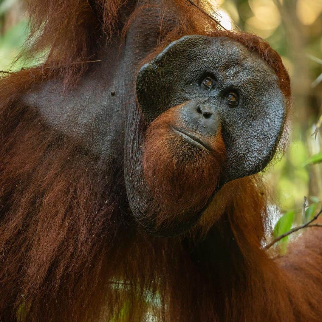 Tim Lamanのインスタグラム：「Photos by @TimLaman - guest editor this week for @unbiodiversity. The male Bornean Orangutan is the unquestionable “King of the Jungle”. These several photos are of the same individual who was the dominant male in the area of forest near the research station in Gunung  Palung National Park a few years back. When males develop into full sized adults with these big cheek flanges, they become intolerant of other males in their areas. They advertise their territory with loud vocalizations known as “long calls” and will confront any males they meet. I was able to get close and photograph this completely wild individual because of ongoing research efforts by the team from the Gunung Palung Orangutan Conservation Program (@SaveWildOrangutans). They work closely with the National Park and surrounding communities to study wild orangutans and safeguard their habitat. Protecting this flagship  species allows the rich biodiversity of Borneo’s rainforest to survive.   #orangutan #gunungpalung #gunungpalungnationalpark #kalimantan #indonesia #borneo  #savewildorangutans」