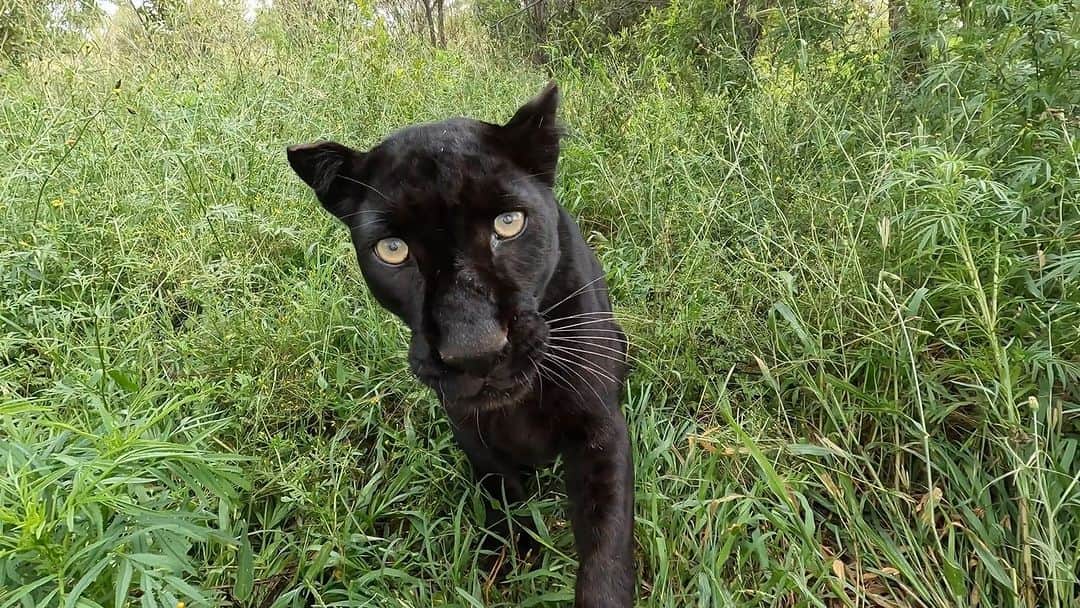 のインスタグラム：「Leopards can be tricky to work with, but they are magnificent to look at and incredibly fun. In this episode of Meet the Characters, let’s catch up with Coal and Nikita and discuss their unique personalities. For the full video on #LionwhispererTV, click the link above in my Komi bio, or just head into my stories and click from there. Have a great weekend everyone! Cheers!  . . . #leopard #wildlife #fun #bigcatlover #blackmagic #pilchards」