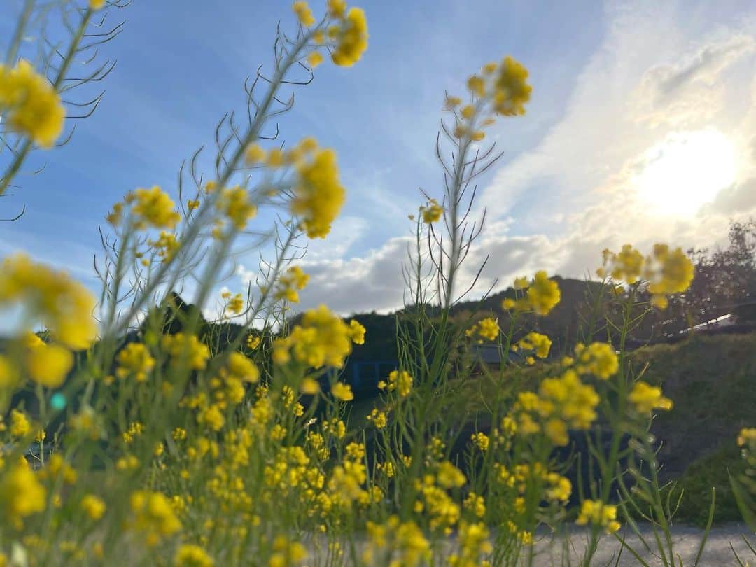 のインスタグラム：「【記録】  Summer … we already miss you .  We hold you close within our hearts and there you will remain.  love  大切な私達の家族がまた1人星になりました。  太陽みたいな存在でした。  急過ぎて私達は言葉がなく、最後に過ごした数日は苦しくて涙が止まらず短くも長く感じた時間でした。 　 色々なタイミングが導かれた必然かと敏感に感じる事が出来ました。  長い長い夜でしたが、本当に星が綺麗で、沁みるほどの日の出でした。  たくさんの後悔があります。  だからこそ色々な想いが溢れます。  父が残してくれていた最後のサイン。  ずっとずっと大好きでずっとずっと皆の心に🌼  自分の為に記録に残しておきます。  #サマー #記録 #20230315 #家族 #愛犬 #family #hometown #semmer #inourhearts」